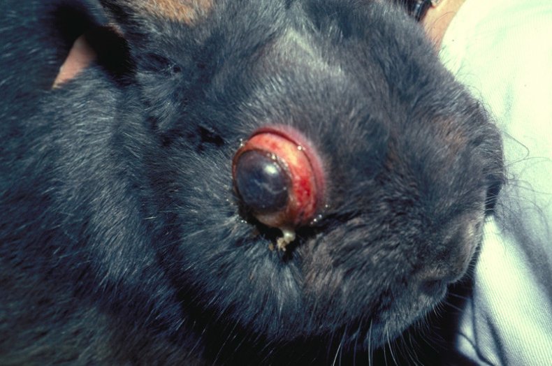 Абсцесс у кролика причины возникновения, симптомы, места возникновения, как лечат