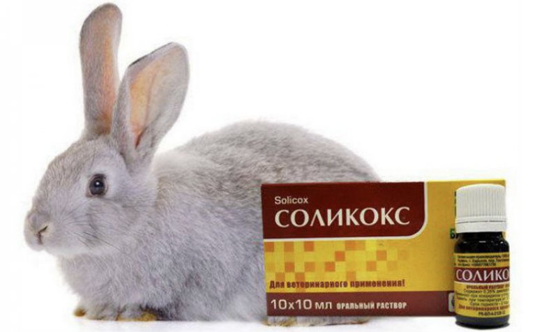 Соликокс для кроликов