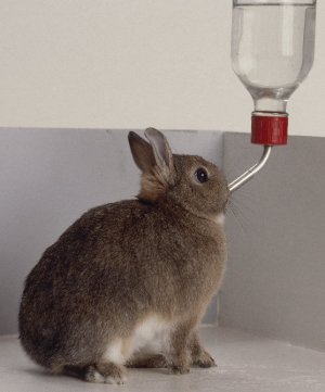Как быстро приучить кролика к поилке