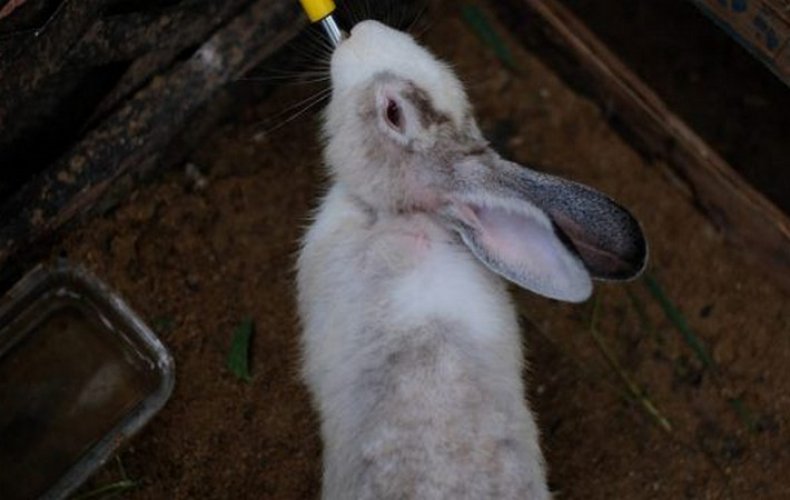 Как быстро приучить кролика к поилке