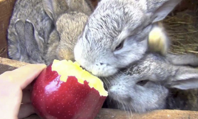 Яблоки для кроликов