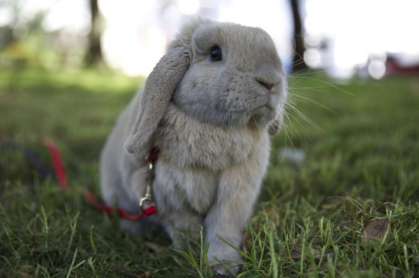 Шлея для кролика: як зробити і надіти