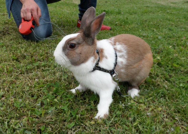 Верёвочная шлейка для кроликов