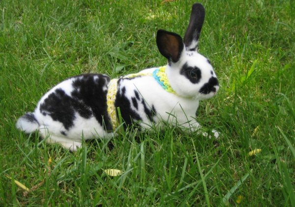 Шлейки для декоративных кроликов – как правильно выбрать и приучить