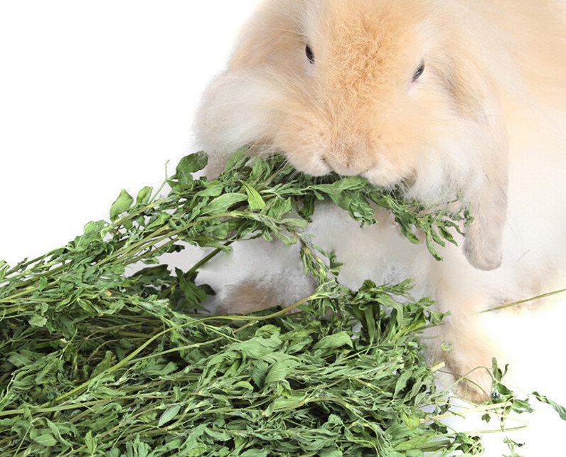 Какую траву декоративным кроликам. Кролик на травке. Зелень для кролика. Трава для кролей. Трава для корма кроликов.