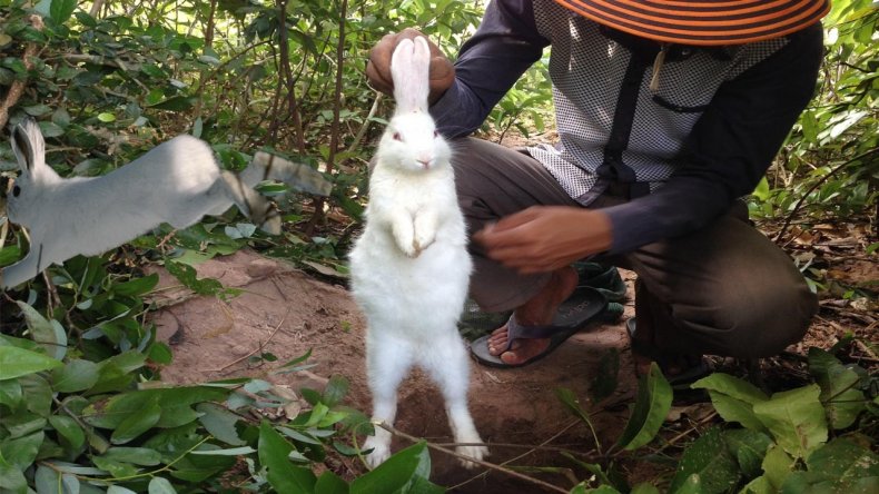 Как поймать кролика домашнего, дикого, в огороде