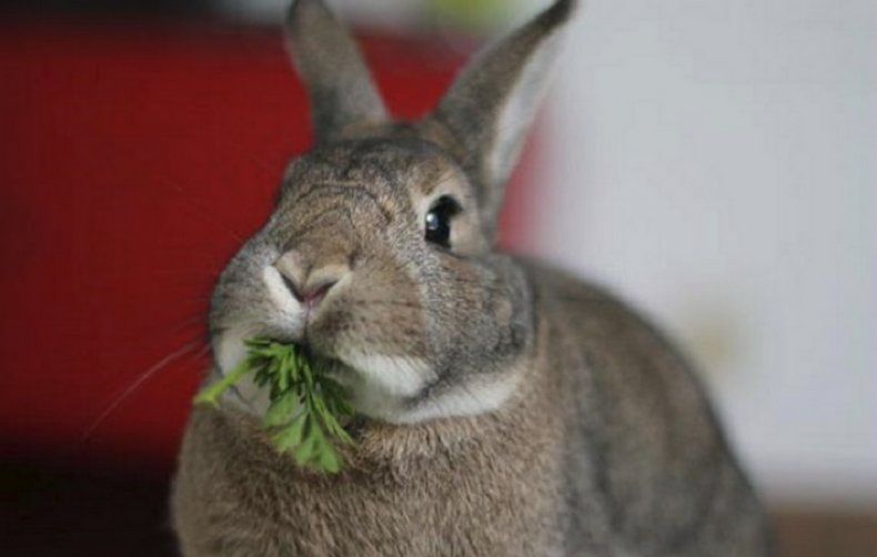 Кролик кушает петрушку
