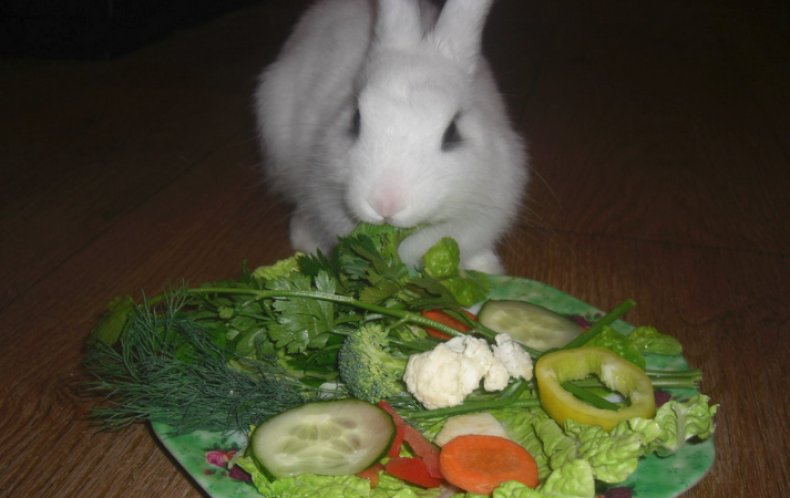 Питание кролика