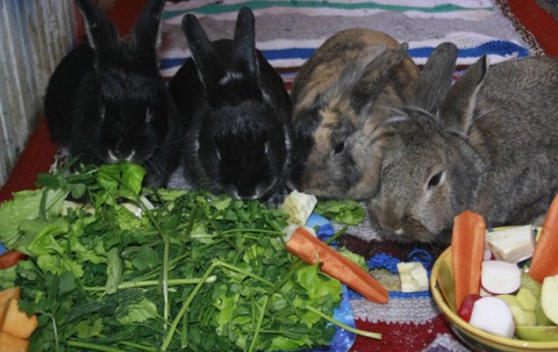 Кролики кушают зелень