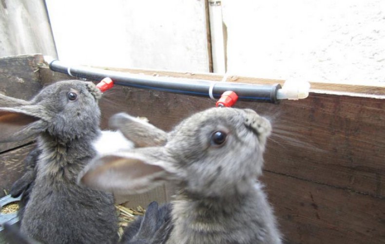 Как сделать автоматическую поилку для кроликов