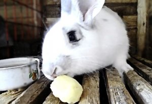 Картошка для кроликов