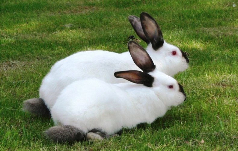 Русские горностаевые кролики