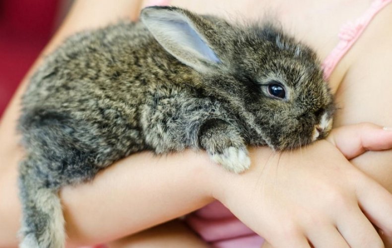 Как держать кролика