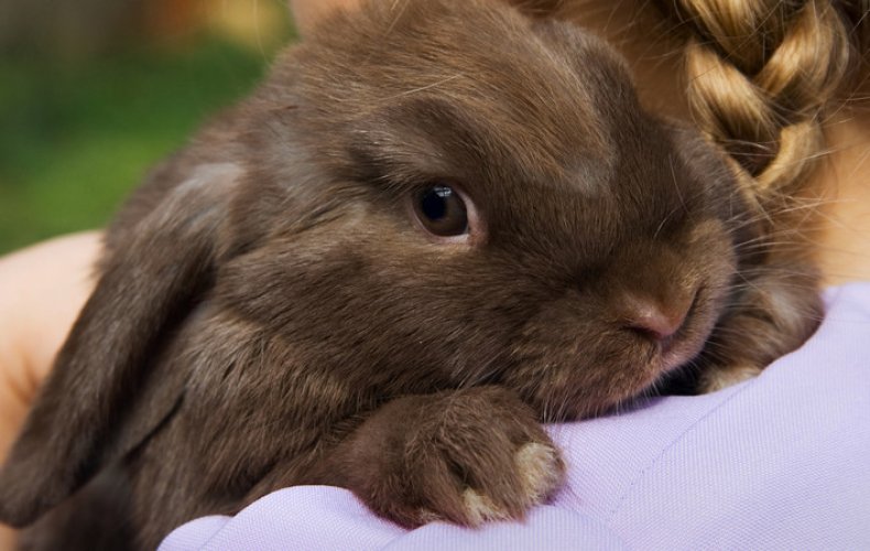 Как держать кролика