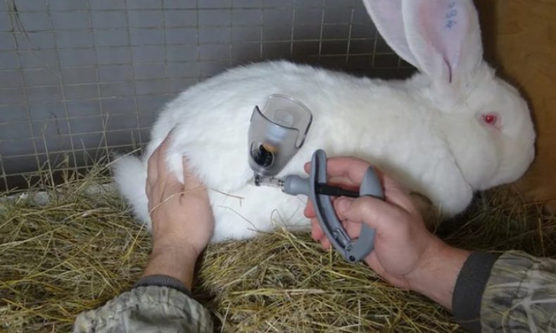 Вакцинация крольчихи