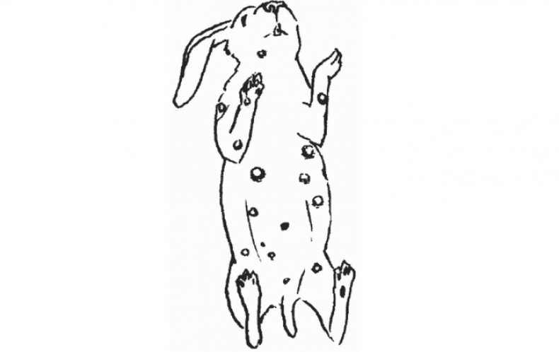 Стафилококкоз у кролика