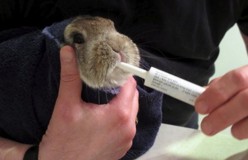 Лечение кролика