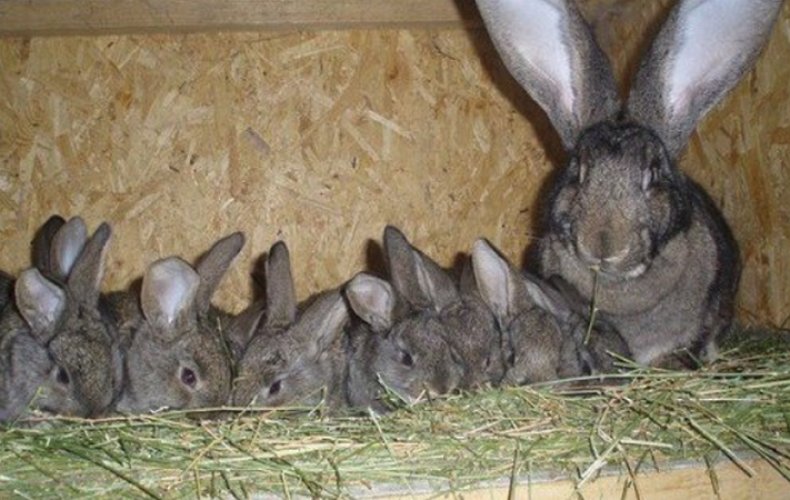 Кролики в клетке на подстилке