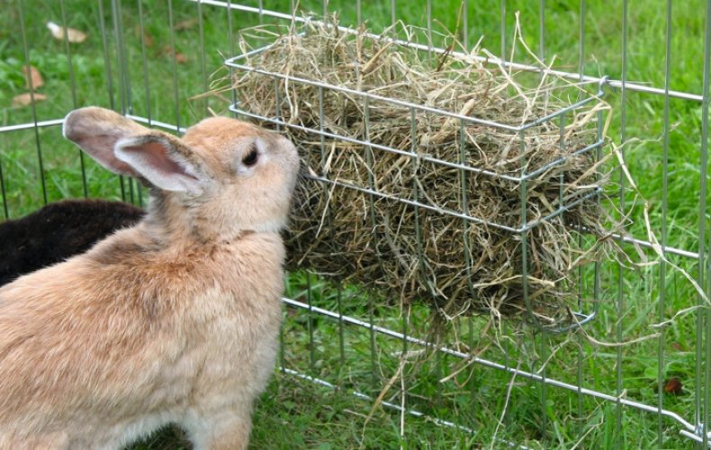 Сено для кроликов