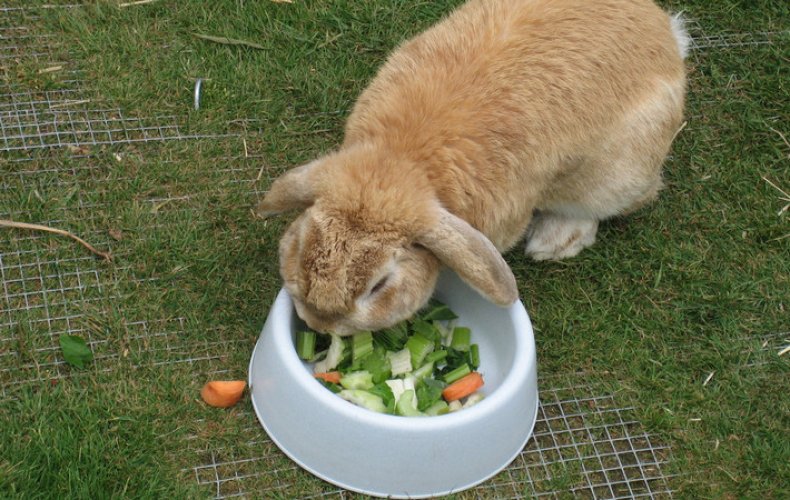 Овощи для кролика