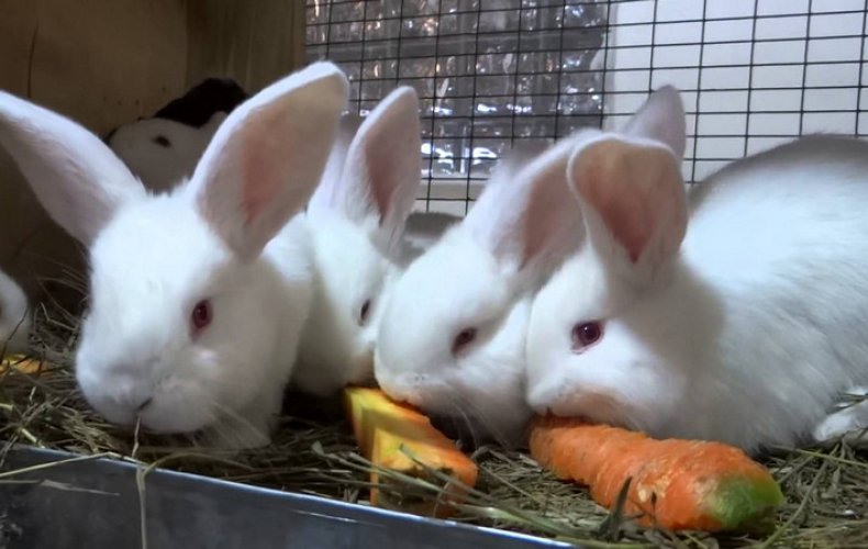 Овощи кроликам