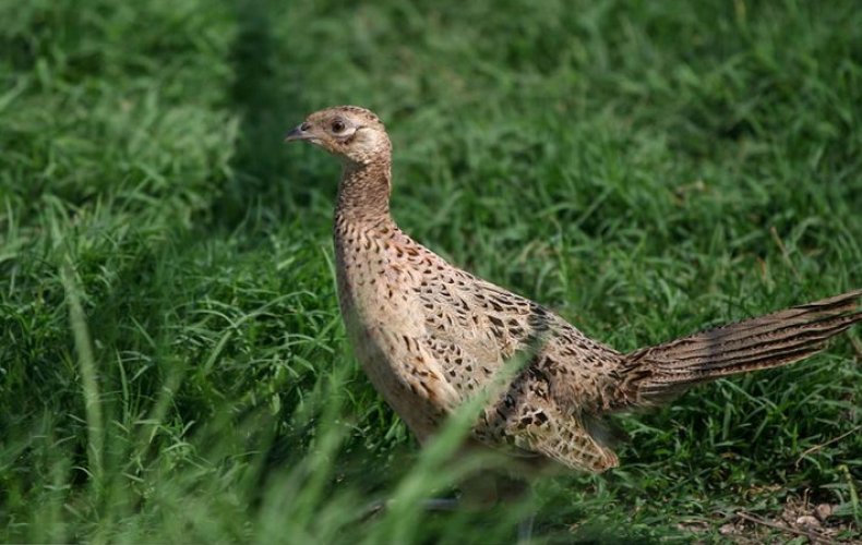 Самка фазана