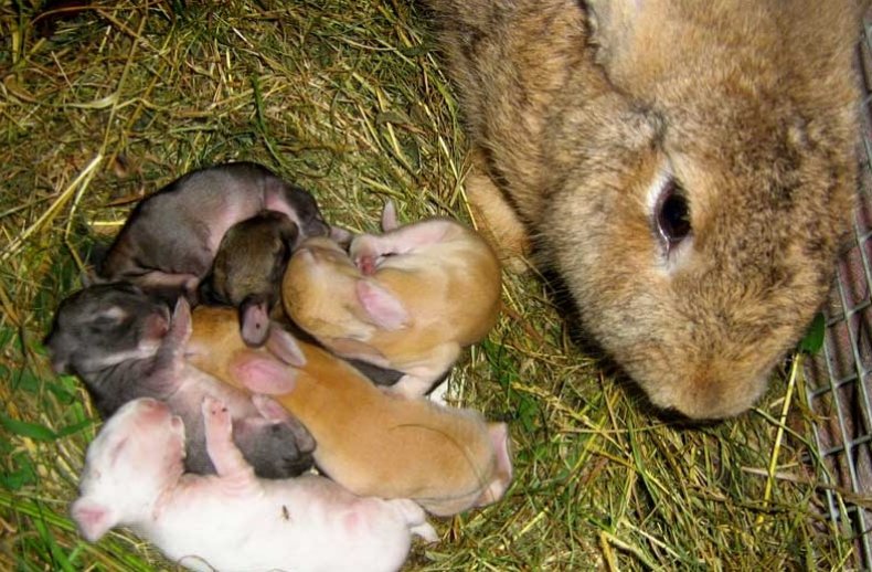 Крольчиха с маленькими крольчатами