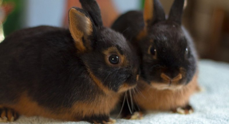 Кролики чёрно-огненной породы