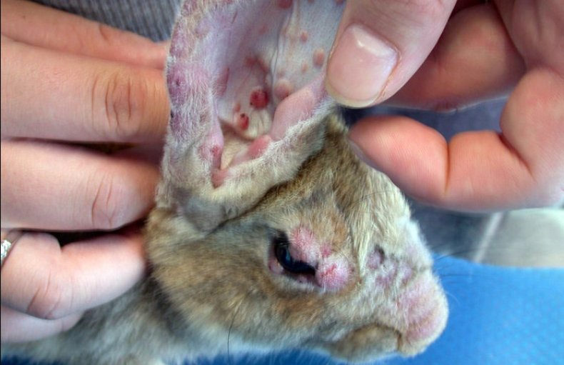 мертвый, кролик, дохнуть, аналогичного недуга, заяц умирает, инфекционых болезней