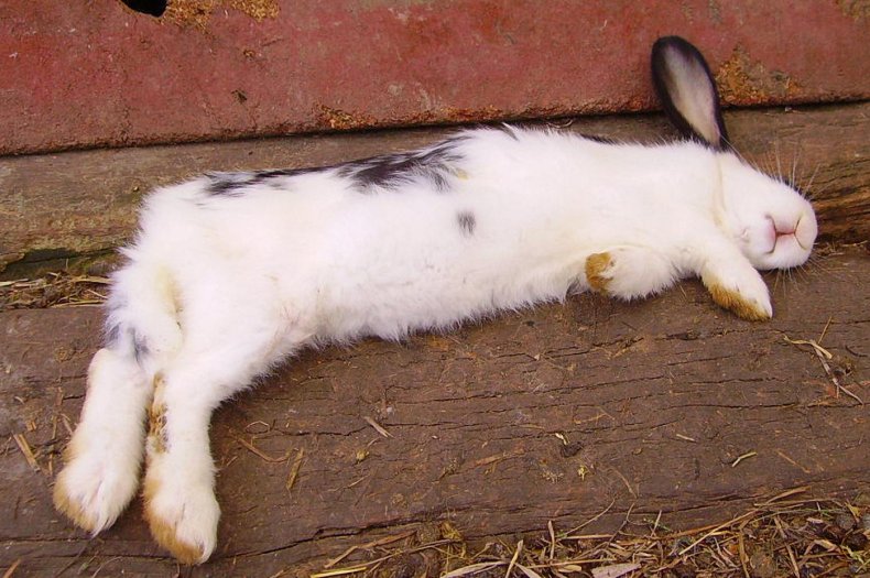 Тепловой удар кроликов