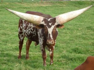 Divoký býk: vyhynulý předek krávy, popis moderních zástupců