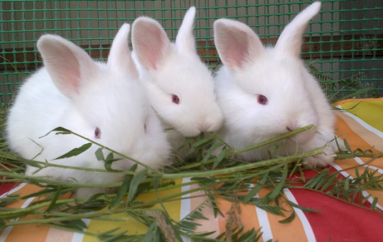 Кролики кушают
