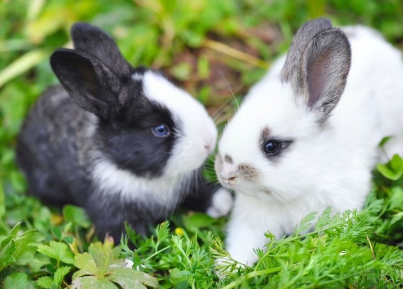 кролик, спаривать, подобном случае, оказывает влияние, крольчихи слабеет, организм крольчихи