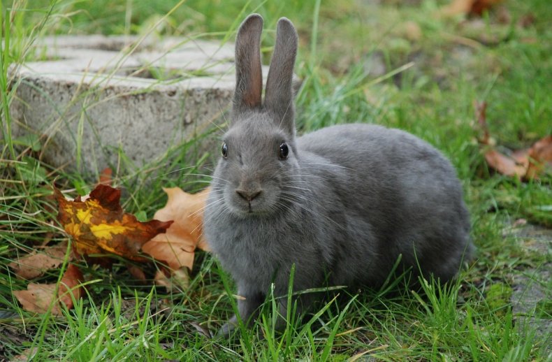 кролик, спаривать, подобном случае, оказывает влияние, крольчихи слабеет, организм крольчихи