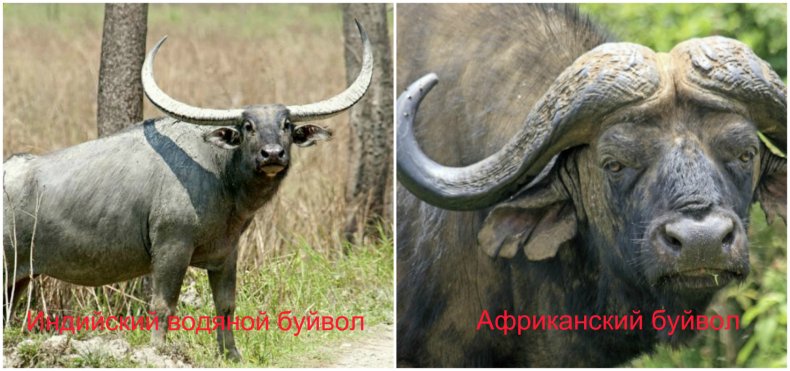 Индийский и африканский буйвол