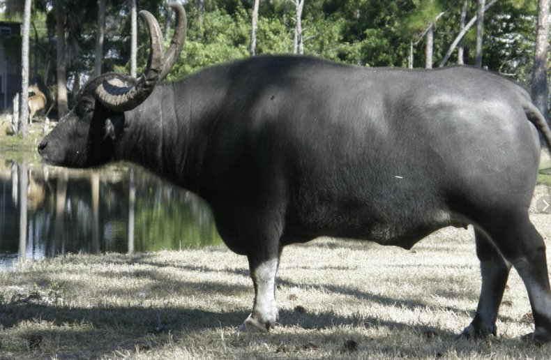 Азиатский водяной буйвол