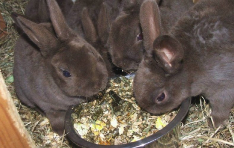 Крольчата кушают