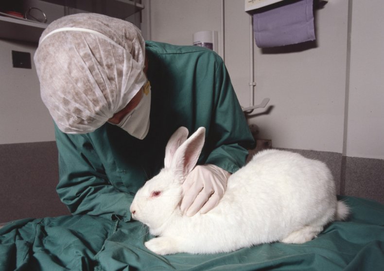 Кролика у ветеринара