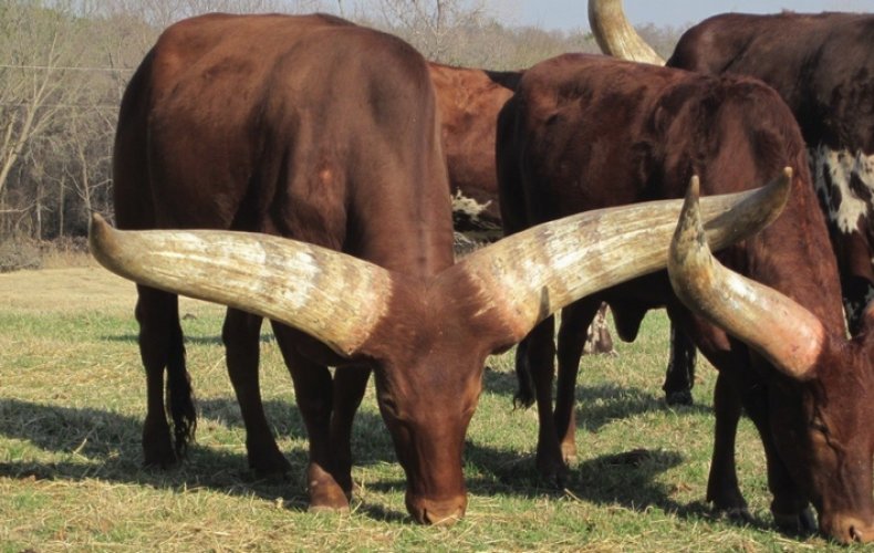 Дикий бык ватусси (анколе-ватуси) описание, фото, где обитает, чем питается