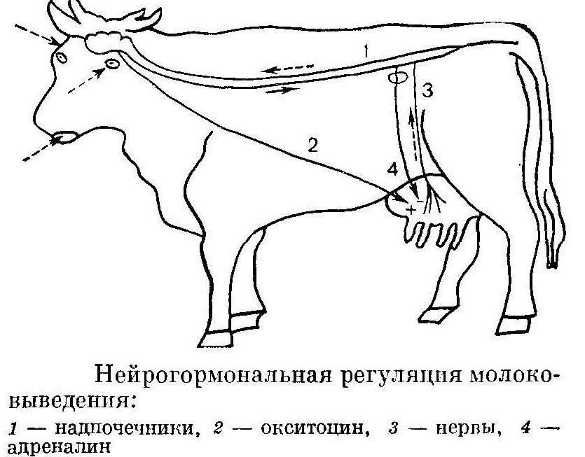 Схема лактации коровы