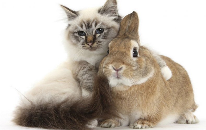 кролик, квартира, подружить, конфликтных ситуаций, любят подвижные
