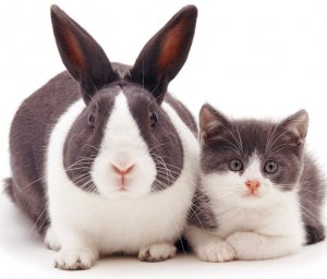 Кролик и кошка в квартире
