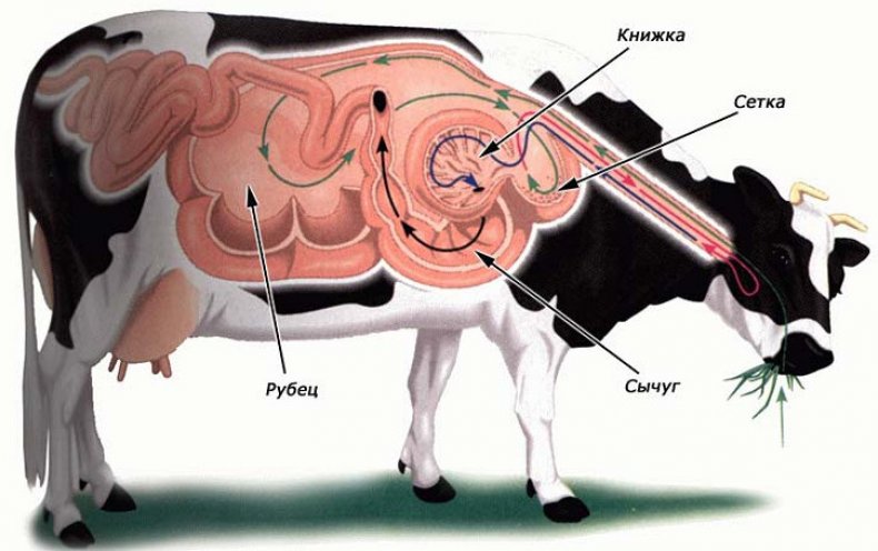 Доклад по теме Как 'разогнать' рубец у теленка