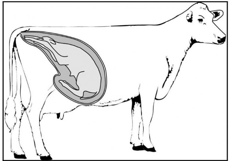 Стельность коровы: как определить, сколько дней длится беременность и  сколько может перехаживать