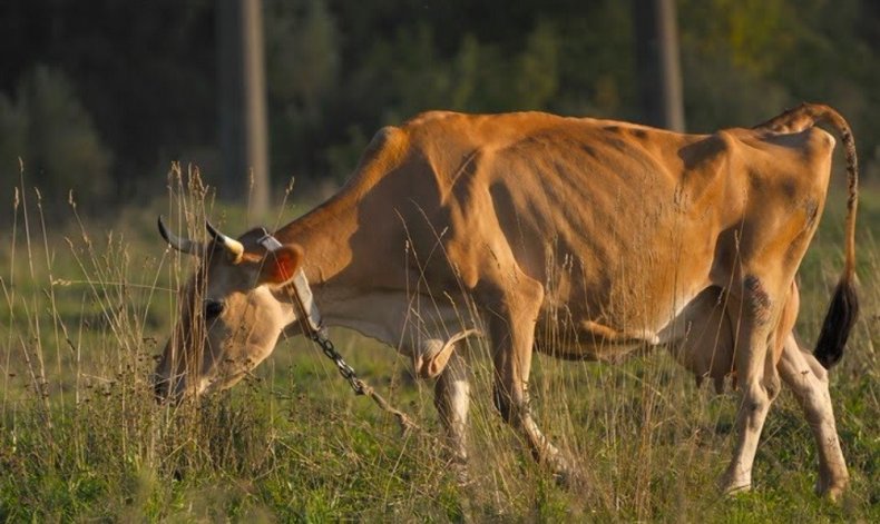 Истощение организма у коровы