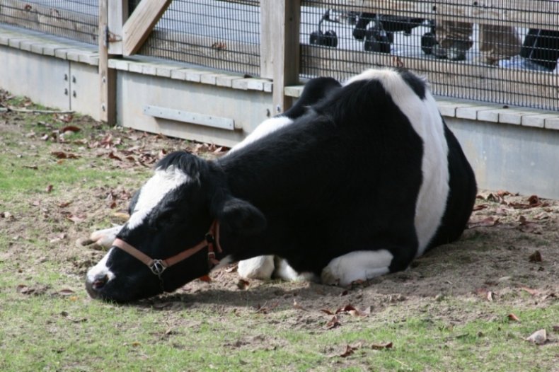 Бабезиоз крупного рогатого скота (КРС) симптомы и лечение, профилактика