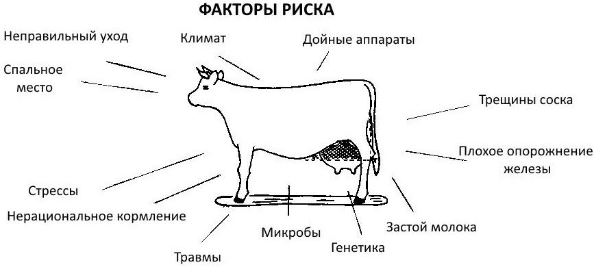 Болезни вымени у коровы: симптомы и лечение, профилактика
