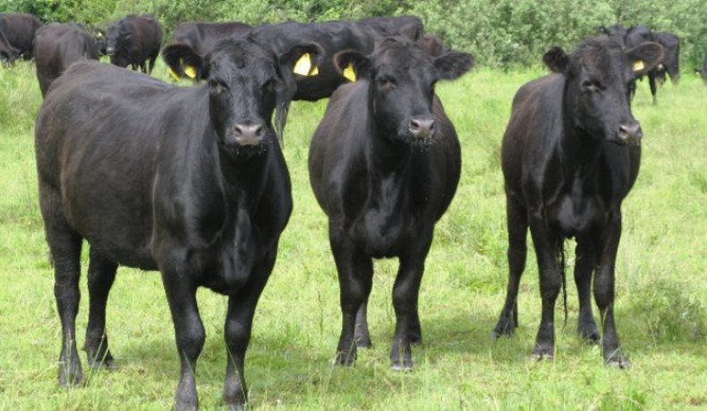 Коровы абердин-ангусской породы
