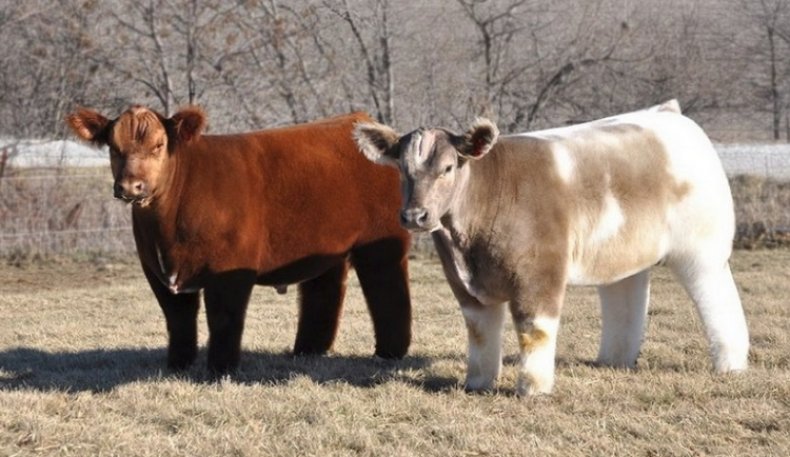 Коровы декоративной породы из Айовы