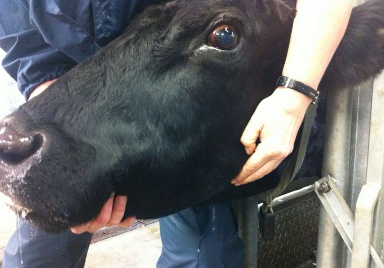 Как измерить пульс у коровы